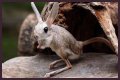 Unveiling The World's Dimmest: Discoveries In Animal Intelligence